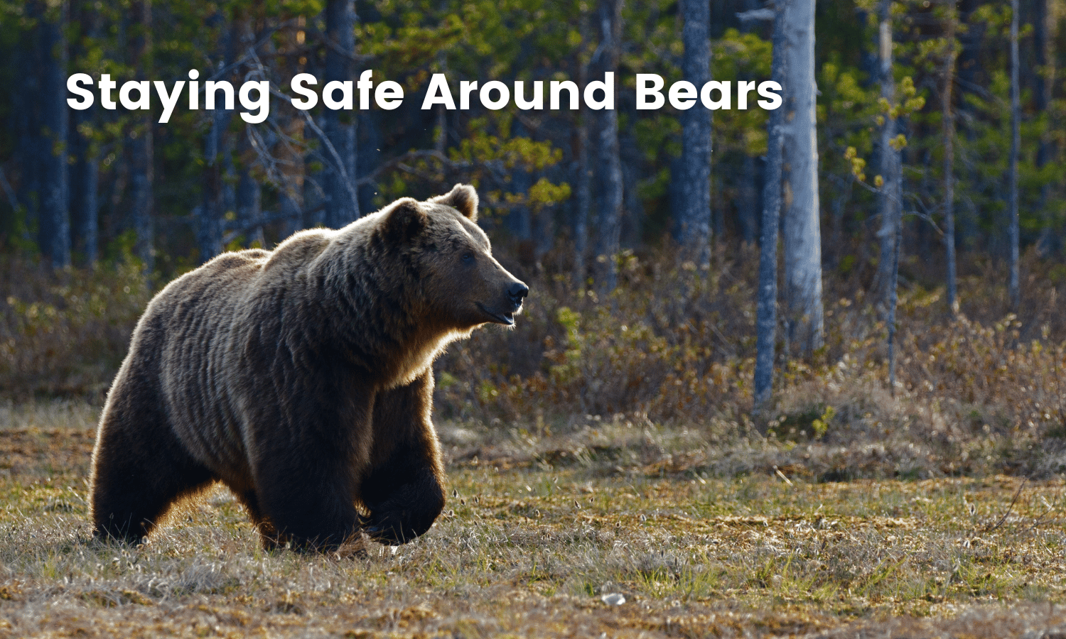 Staying Safe Around Bears - Unique Financial Advisors - post